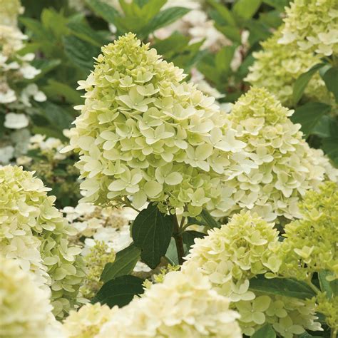 The symbolism and meaning of the magical candle hydrangea